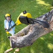 Best Stump Grinding and Removal  in Buffalo, SC