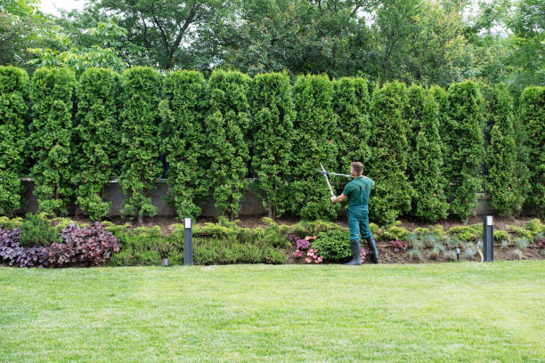 Best Lawn Renovation and Restoration  in Buffalo, SC