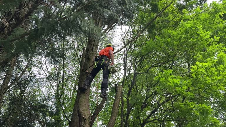 Best Tree Cabling and Bracing  in Buffalo, SC