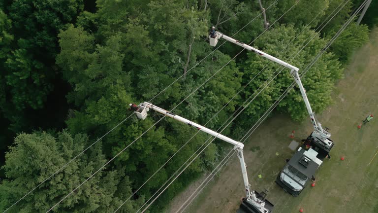 Best Utility Line Clearance  in Buffalo, SC