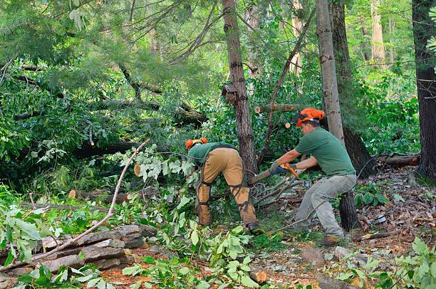 How Our Tree Care Process Works  in  Buffalo, SC