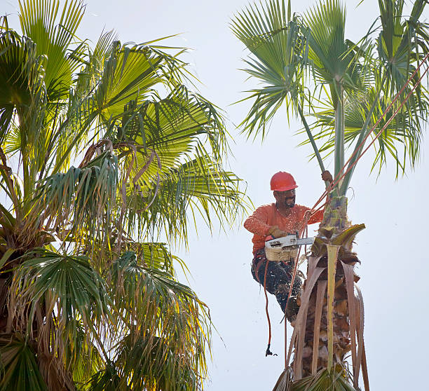 Best Tree Trimming and Pruning  in Buffalo, SC